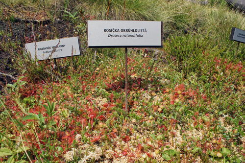 rosička okrúhlolistá (Drosera rotundifolia), šucha obojpohlavná (Empetrum hermaphroditum), kľukva močiarna (Oxycoccus palustris), rojovník močiarny (Ledum palustre)