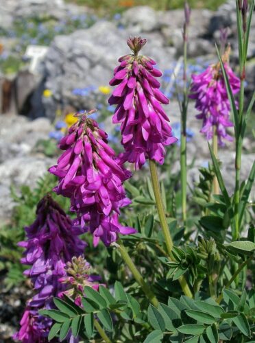 sekernica tmavá (Hedysarum hedysaroides)