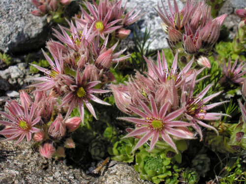 skalnica Wettsteinova (Sempervivum wettsteinii)