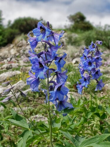 stračonôžka tatranská (Delphinium oxysepalum)