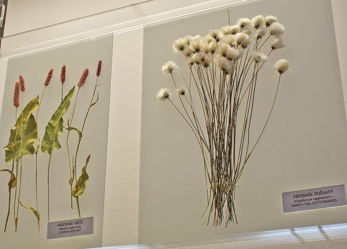 sušené rastliny v expozícii Múzea