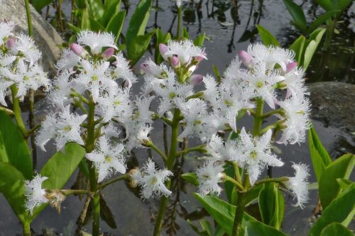 vachta trojlistá (Menyanthes trifoliarta)