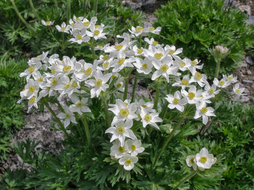 veternica narcisokvetá (Anemone narcissiflora)