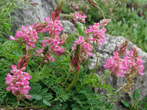 vičinec horský (Onobrychis montana)