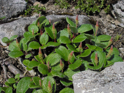 vŕba sieťkovaná (Salix reticulata)