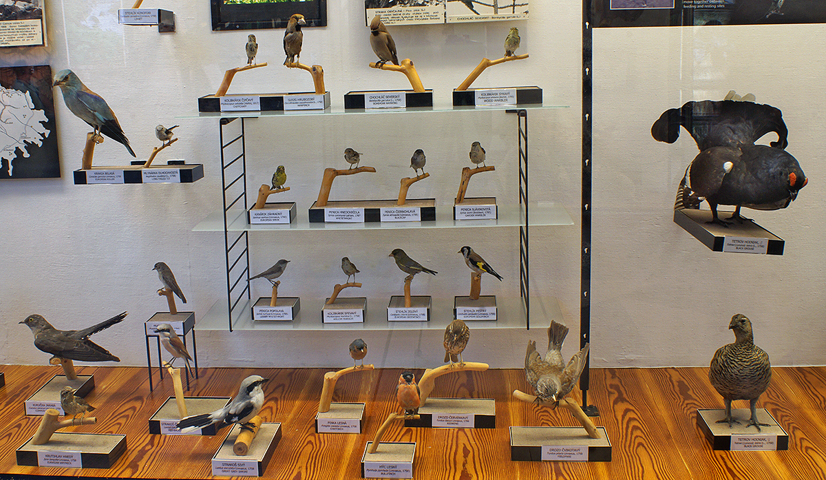 vtáky v expozícii Múzea